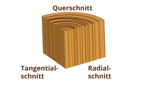 radialschnitt-querschnitt-tangentialschnitt