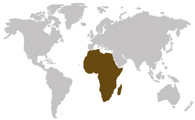 afrikanische-holzarten